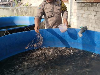 Dukung Ketahanan Pangan, SPPG 2 Polres Kediri Plosoklaten Kembangkan Budidaya Lele dan Sayuran
