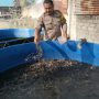 Dukung Ketahanan Pangan, SPPG 2 Polres Kediri Plosoklaten Kembangkan Budidaya Lele dan Sayuran