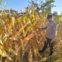 Kanit Binmas Polsek Gondang Turun ke Lahan Jagung, Perkuat Kedekatan dengan Petani