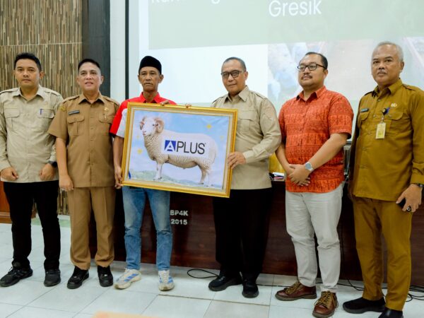 Pemkab Gresik Perkuat Ekosistem Peternakan, Kambing Domba Didorong Jadi Produk Bernilai Tambah