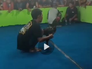 Resahkan Warga, Praktek Sabung Ayam di Klurak Candi Sidoarjo Kebal Hukum