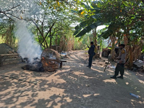 Arena Sabung Ayam di Bungurasih Utara Dibongkar Polsek Waru 
