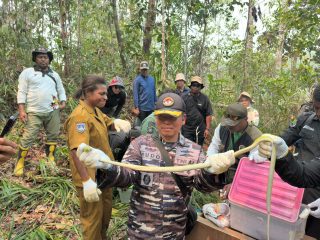 BKSDA Papua Lepas 11 Satwa Liar Hasil Habituasi ke Alam, Kodaeral XI Dukung Pelestarian Keanekaragaman Hayati