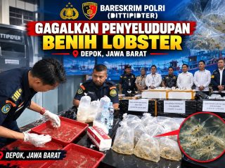 Bareskrim Polri Ungkap Penyelundupan 73 Ribu Ekor Benih Lobster
